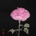 DSC02221.JPG