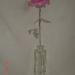 DSC02134.JPG