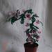 DSC02116.JPG