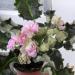 Island Rose