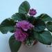 Raspberry Rose
