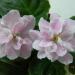 Fredette` s Summer Showers
