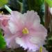 Patchwork Pink