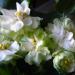 Spring Rose
