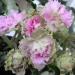 Island Rose