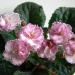 Tomorrowis Pink Ice