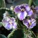 Ma's Jubilee