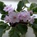 Fredette`s Risen Star
