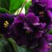 Plum Pudding