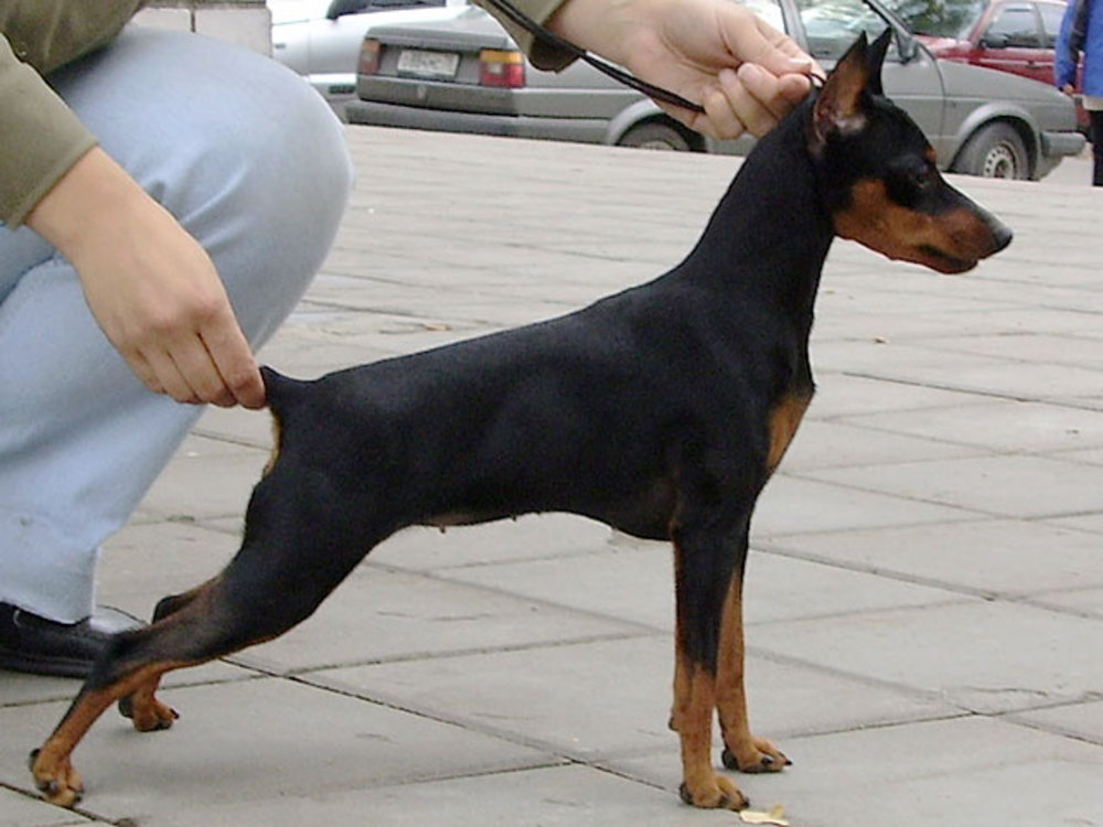 Минидоберманчик фото как называется порода собаки