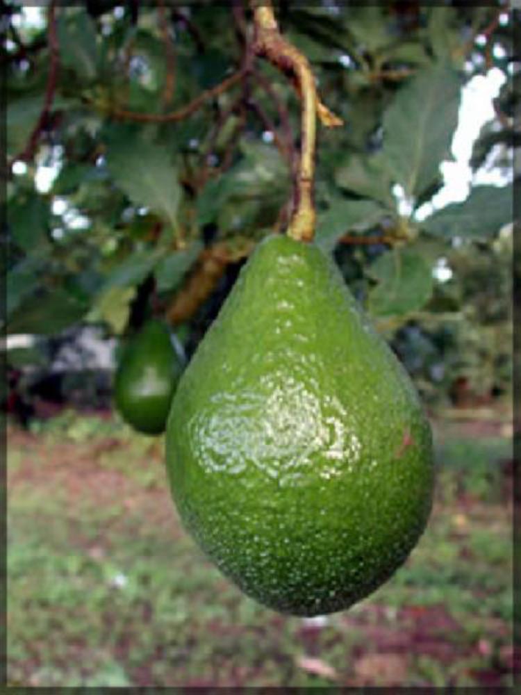 Плод похожий на грушу. Авокадо-зеленая груша. Шри Ланка авокадо. Аллигаторова груша 7. Ланкийский авокадо.