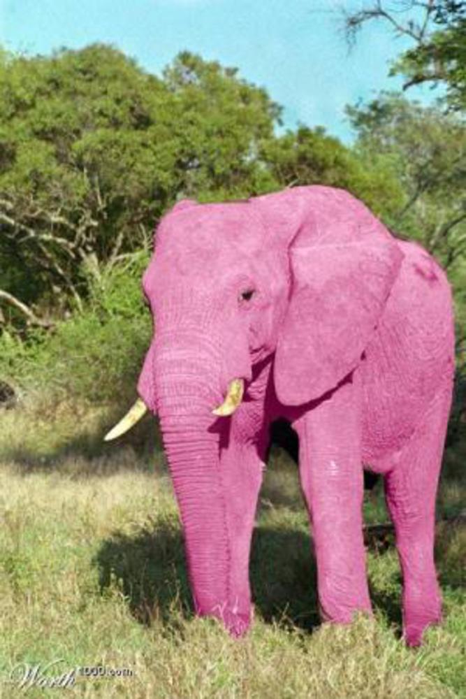 Elephant present. Розовый слон. Розовый Слоник. Розовые слоны. Розовый слон в природе.