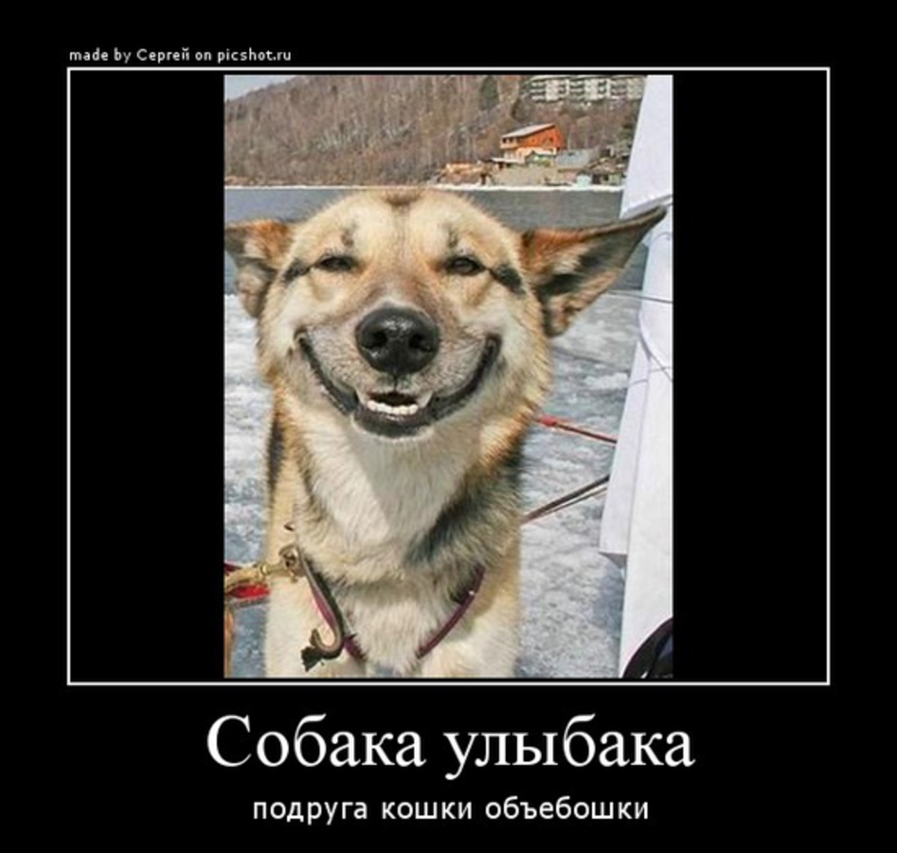 Мем кошка собака. Собака улыбака. Собака улыбака фото. Собака улыбака мемы. Собака улыбака подруга.