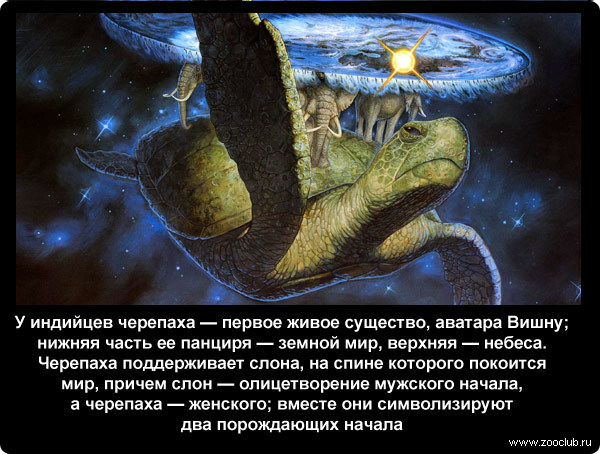 легенда о черепах. забавные факты о черепахах. интересные факты о черепахах. земля на слонах и черепахе. доклад про черепаху.