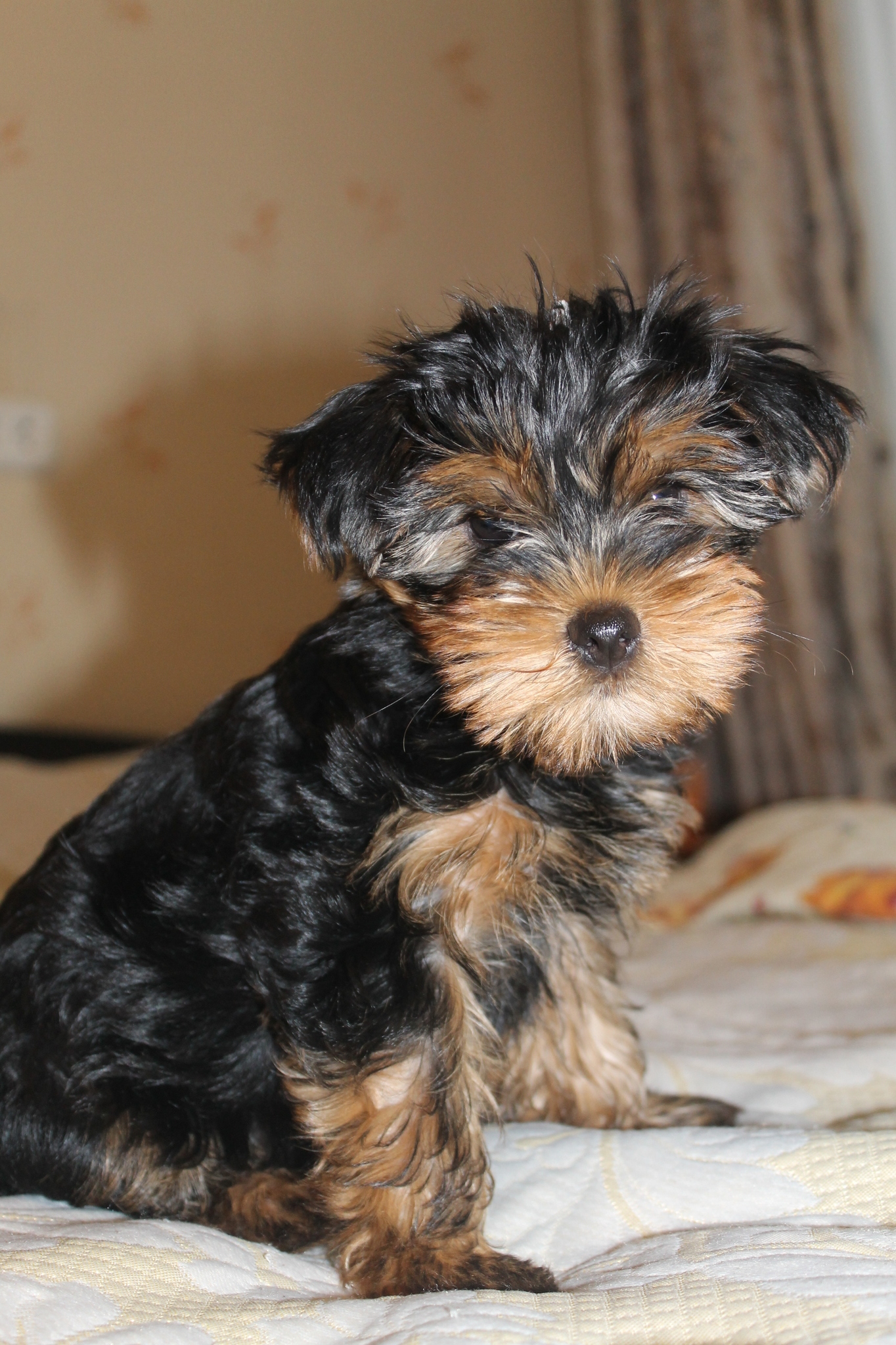 Йорки умеют плавать. Йоркширский терьер мини. Форум щенков йорка. Порода собак похожая на йорка. Щенок йоркширского терьера 2 месяца.