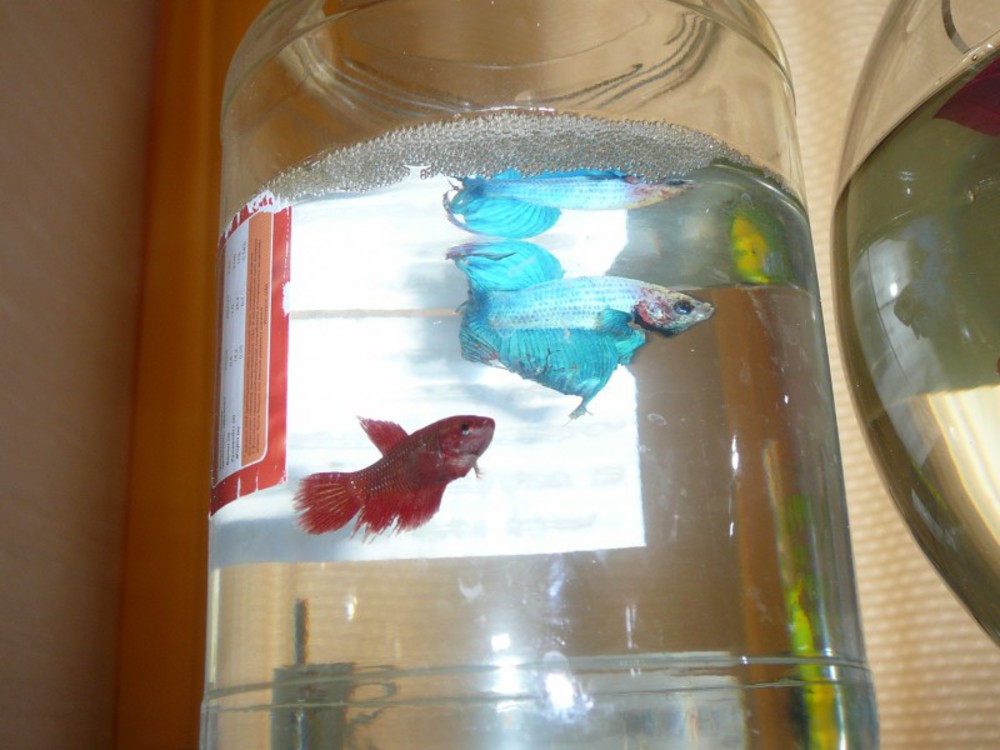 Купить Рыбку Петушок В Москве