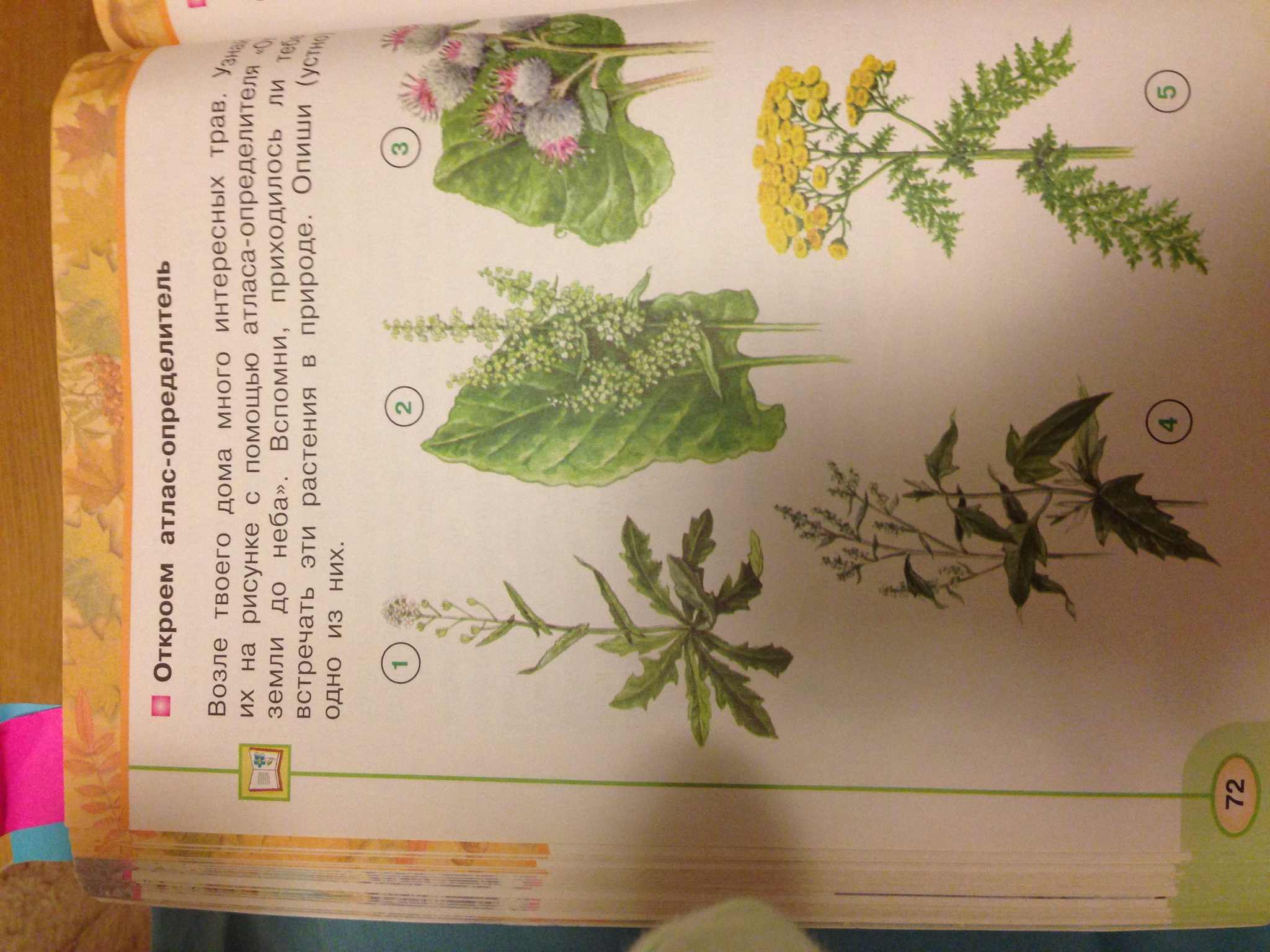 Атлас определитель 2 класс травянистые растения