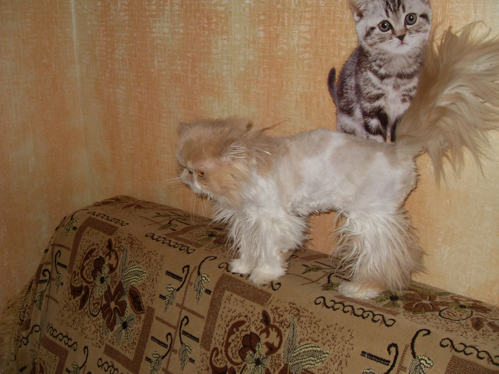 Как в домашних условиях подстричь персидского кота в домашних условиях