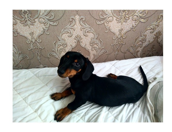 Такса в добрые руки. Чёрная такса щенок. Собака такса найденыш. Щенки таксы. Щенки таксы пермь.