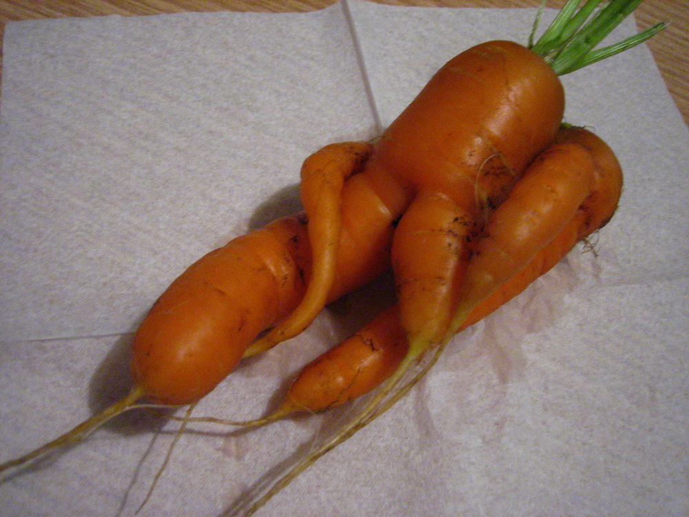 Включи морковочка. Морковочка. Американская морковка. Памятник моркови. Карликовая морковка.