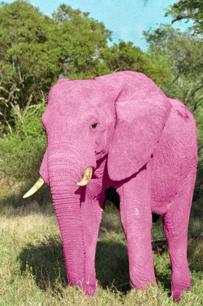 Большо. Розовый слон.