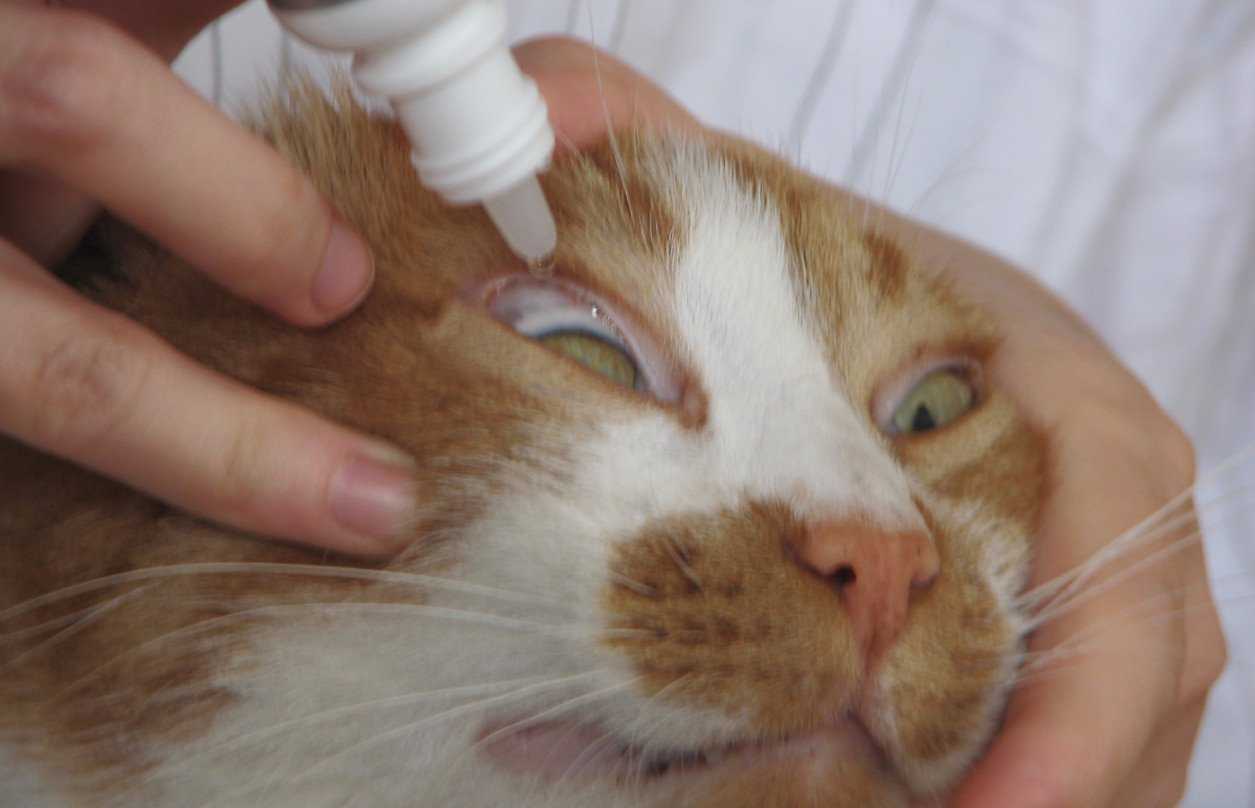 Чем обрабатывают глазки. Конъюнктивальный мешок у кота. Конъюнктивальная полость глаза у кошки.