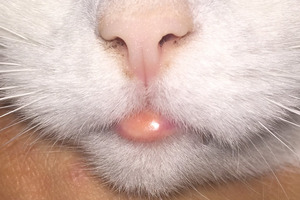 Что делать, если у кошки сильно опухла губа?