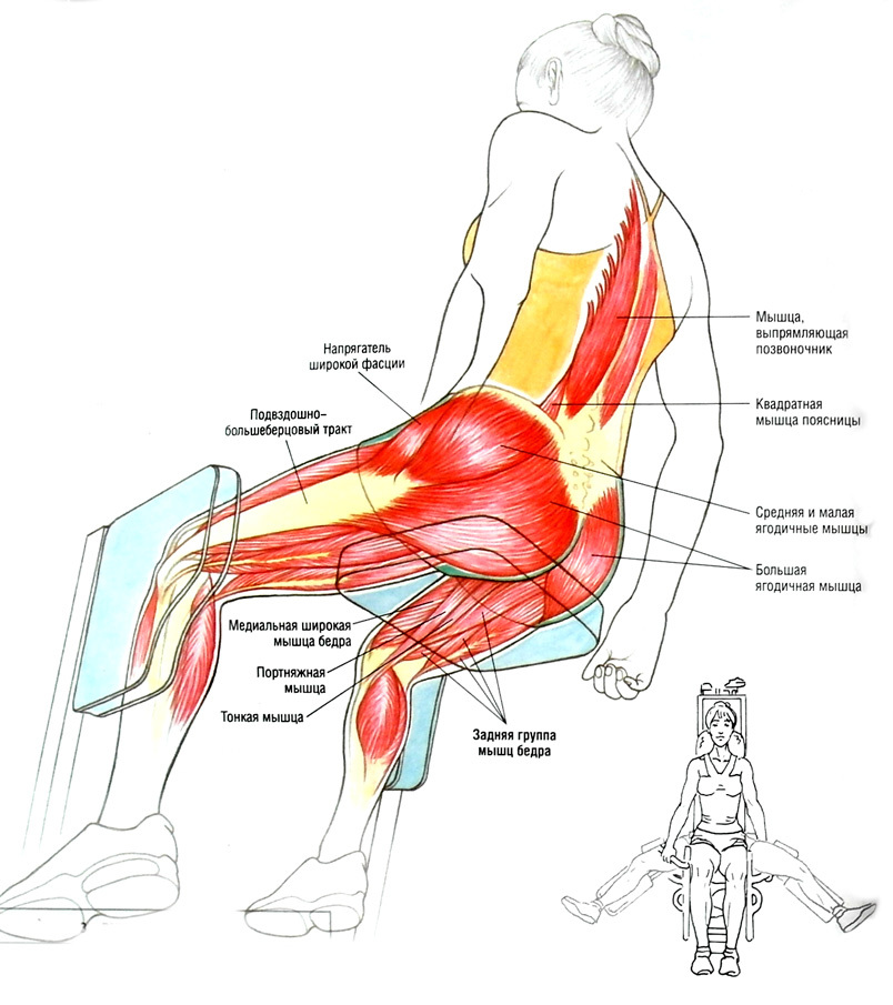 Мышцы сидя. Портняжная мышца бедра упражнения. Тренажер для прокачки средней ягодичной мышцы. Средняя ягодичная мышца упражнения. Тренировка средней и малой ягодичной мышцы.