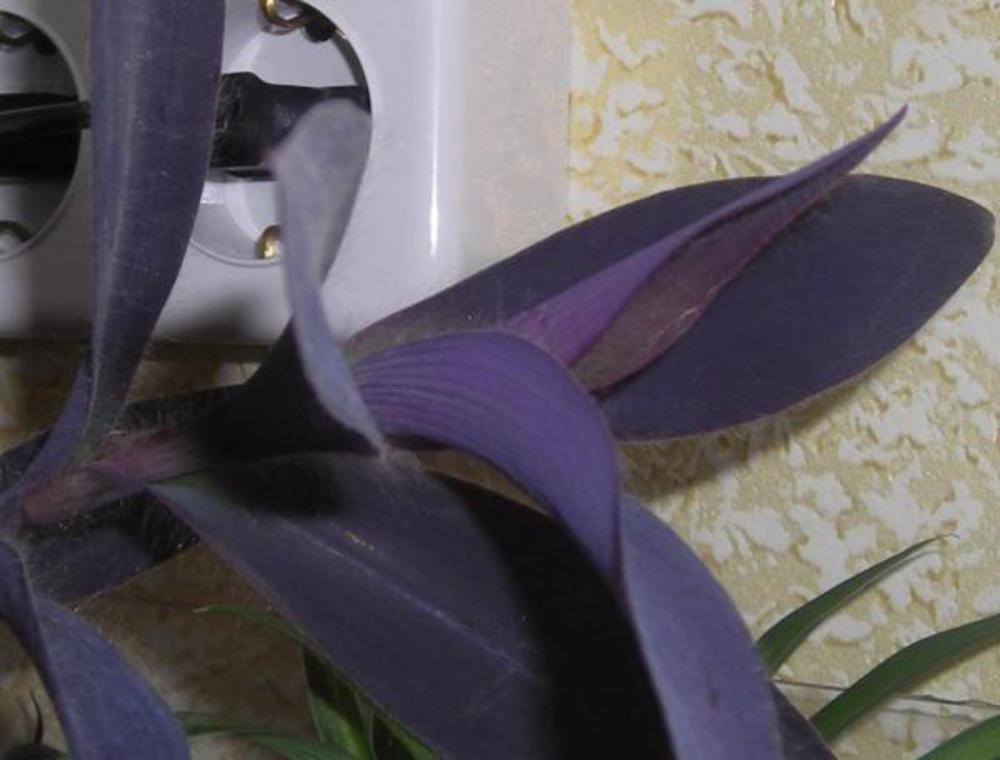 Домашние цветы с фиолетовыми листьями фото и названия