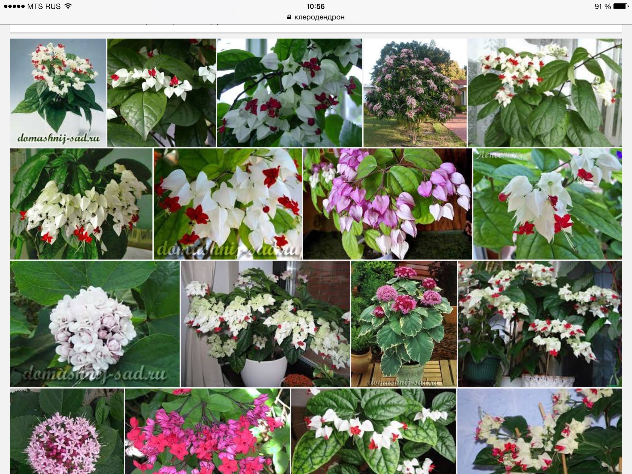 Комнатные цветы фото и названия цветущие гроздьями