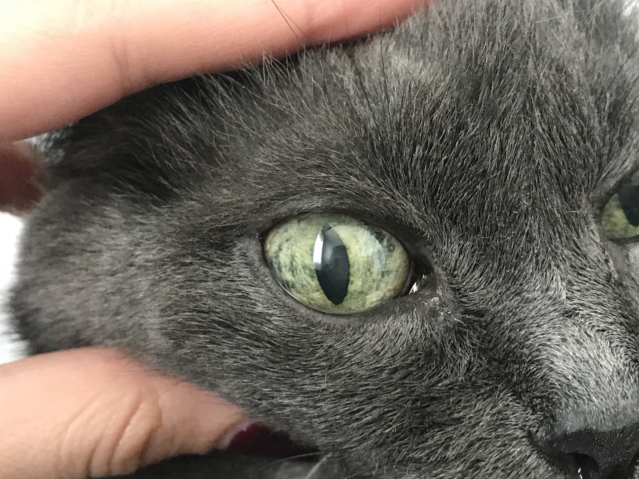 От чего у кошек косые глаза короткий хвост