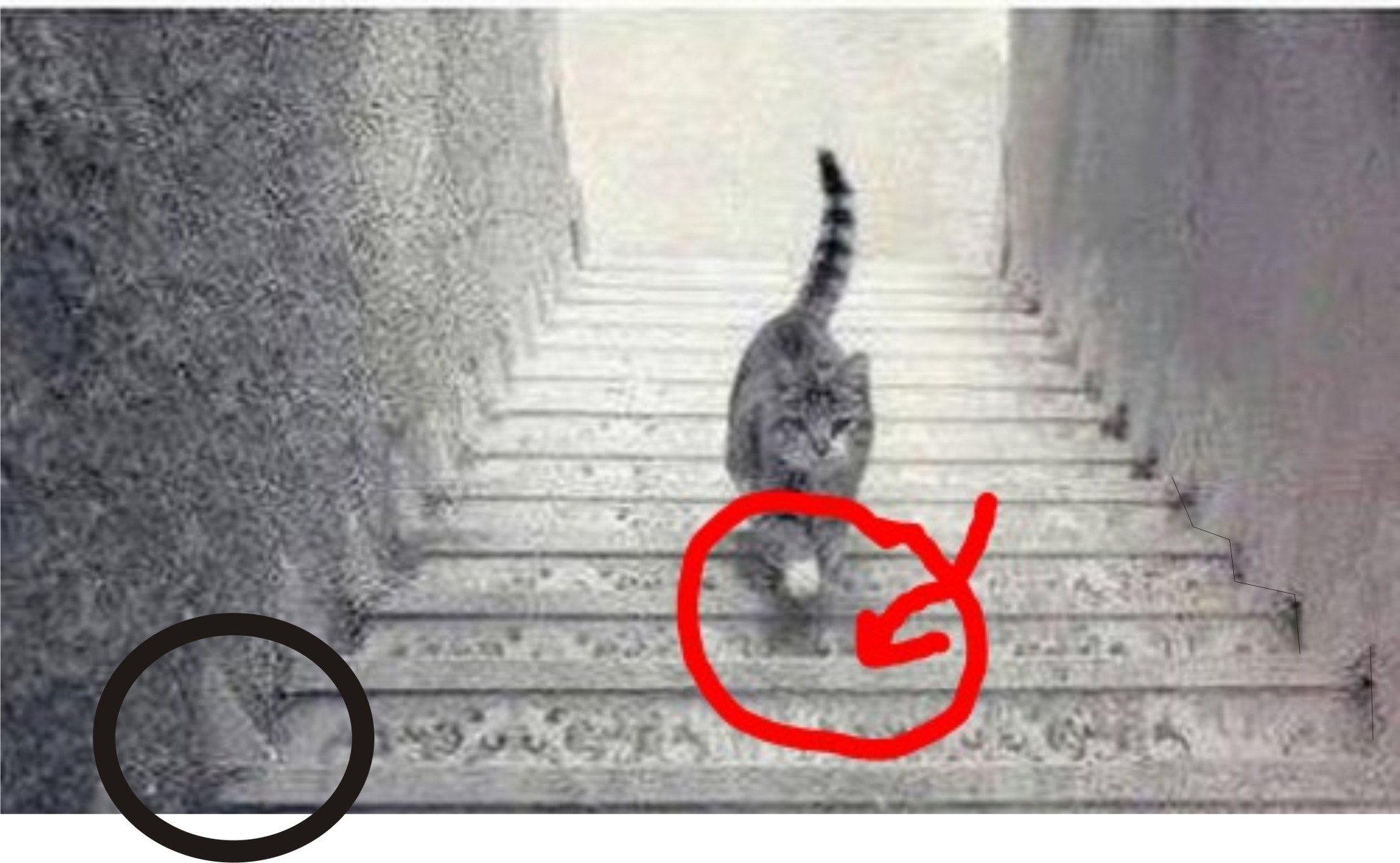 Поднимится. Кот идет вверх или вниз. Кот идет вверх или вниз по лестнице. Лестница для кота. Кошка поднимается или спускается.