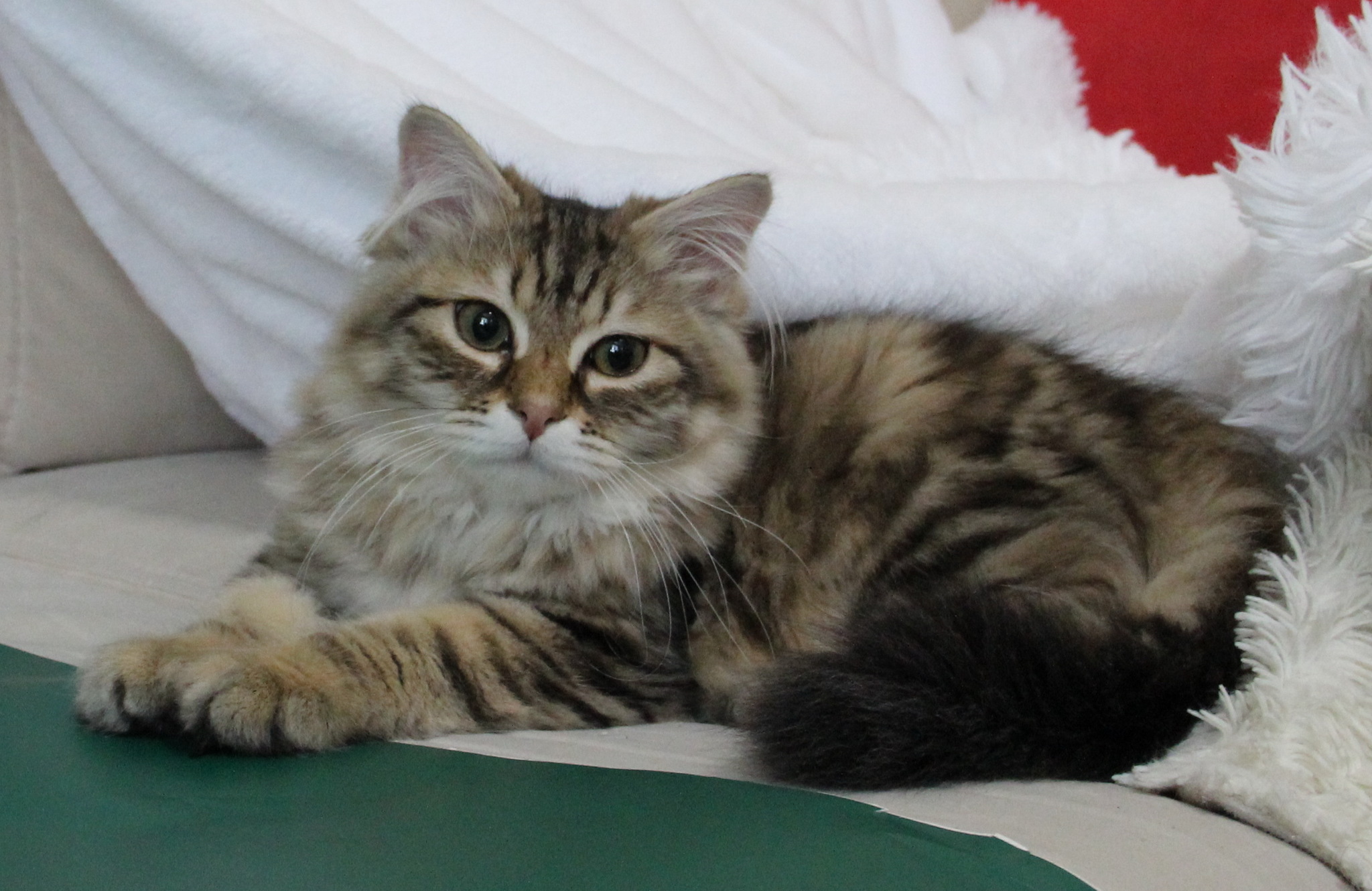 сибирский котенок 5 месяцев фото