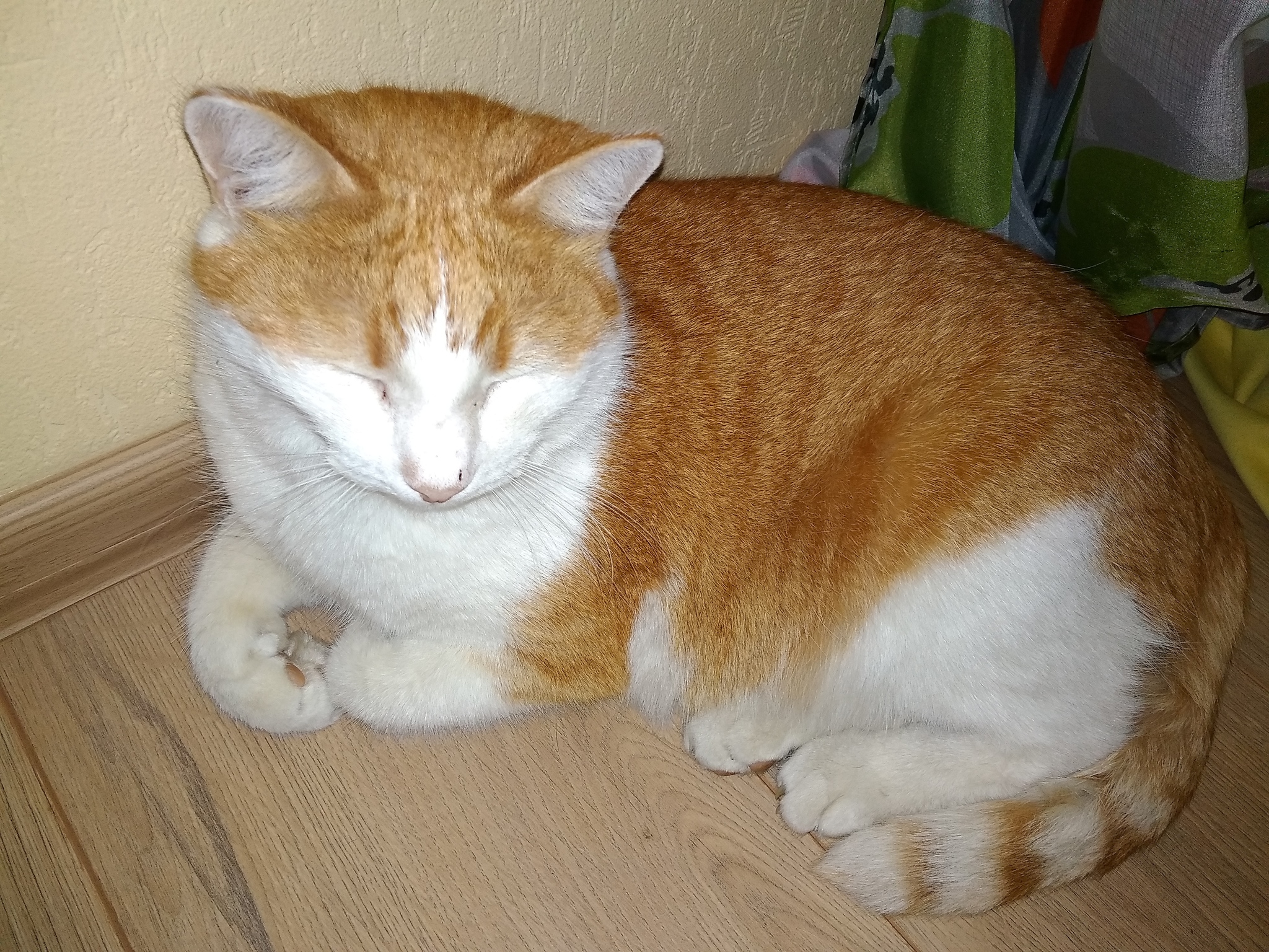 Кот рыжий с белым носом и животом