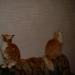 DSCN3572.JPG