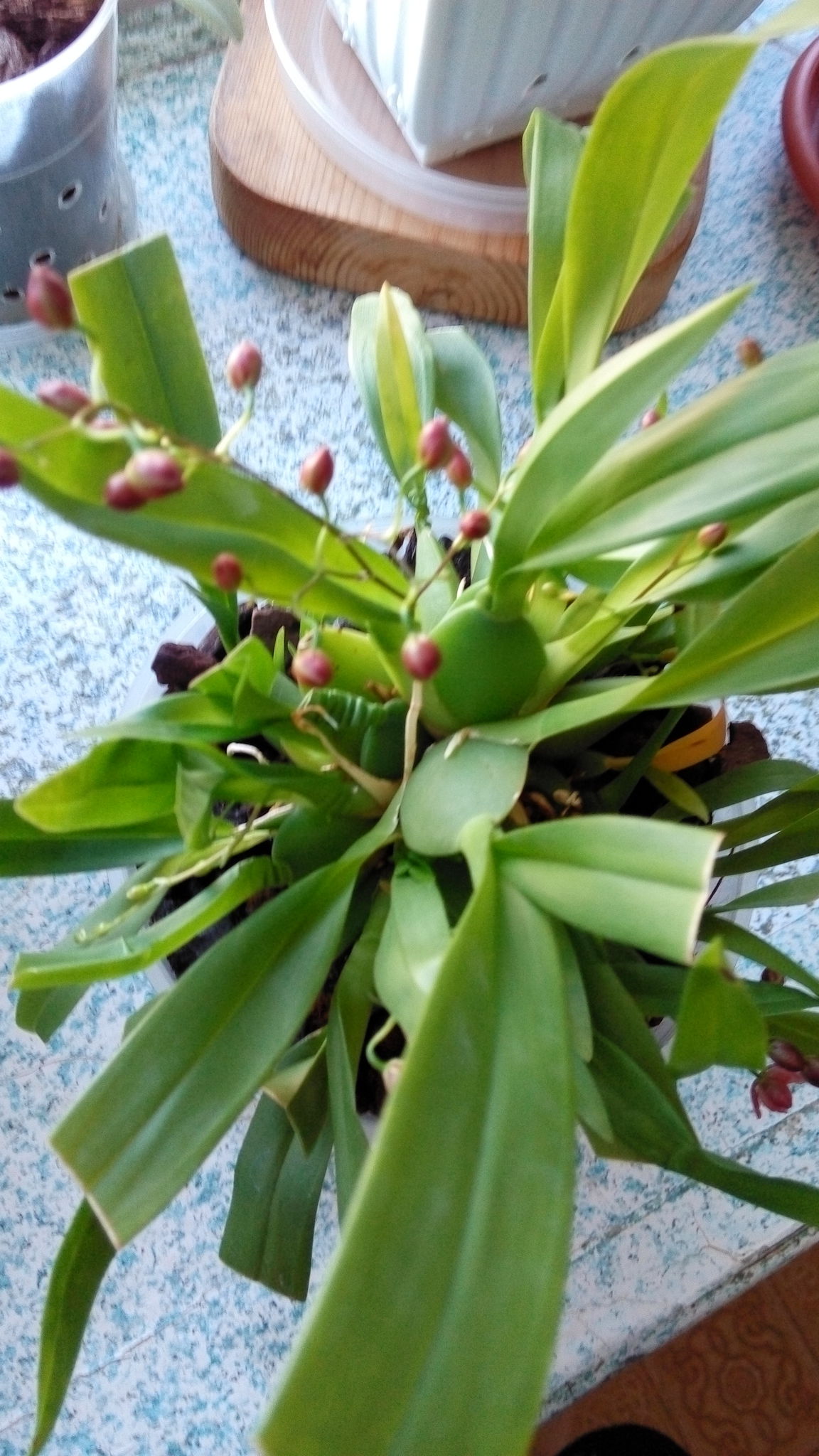 Начала цвести орхидея. Онцидиумные орхидеи. Лепизиум Боливианум. Орхидея зацвела. Начало цветения орхидеи.