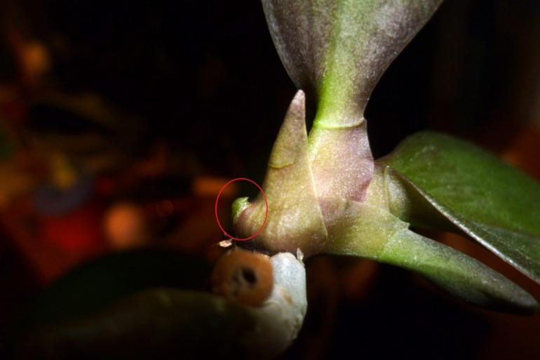 Спящая почка у орхидеи фото