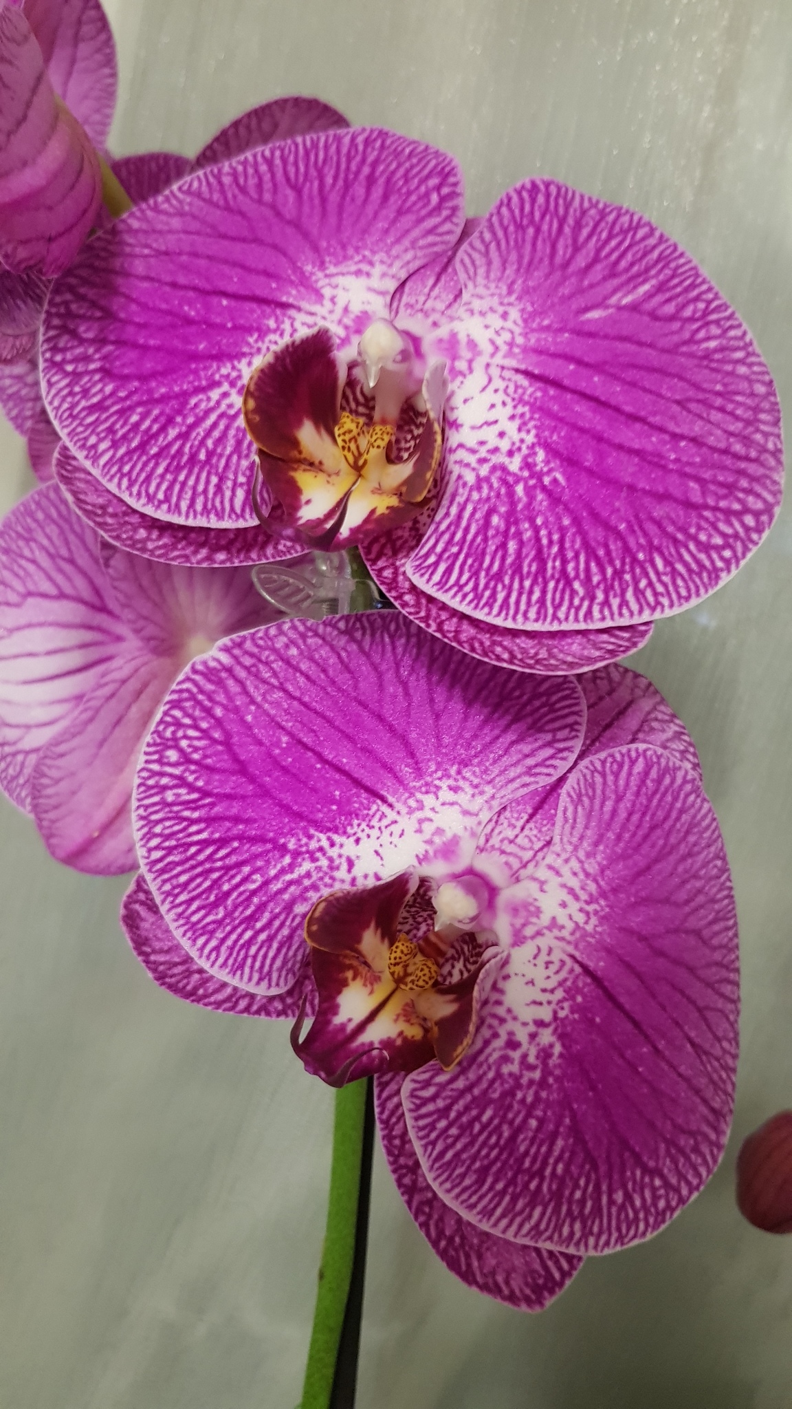 Орхидея вашингтон фото