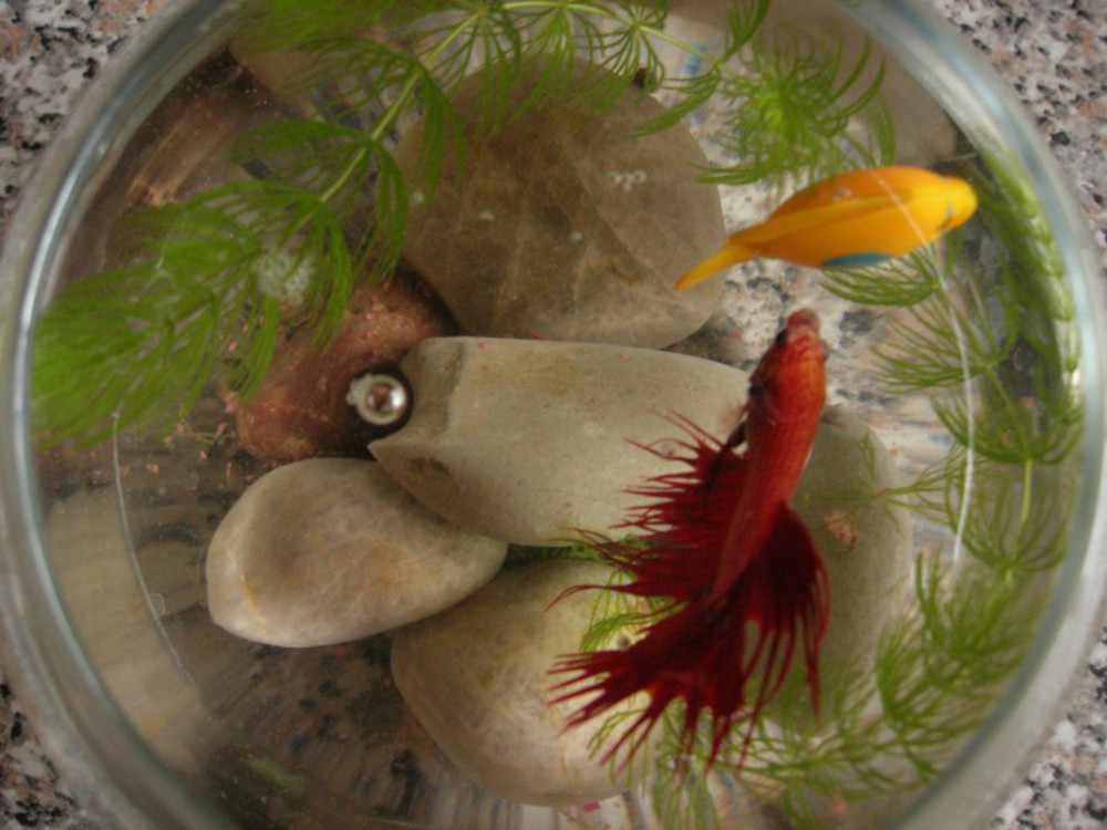 Как спит петушок рыбка в аквариуме фото