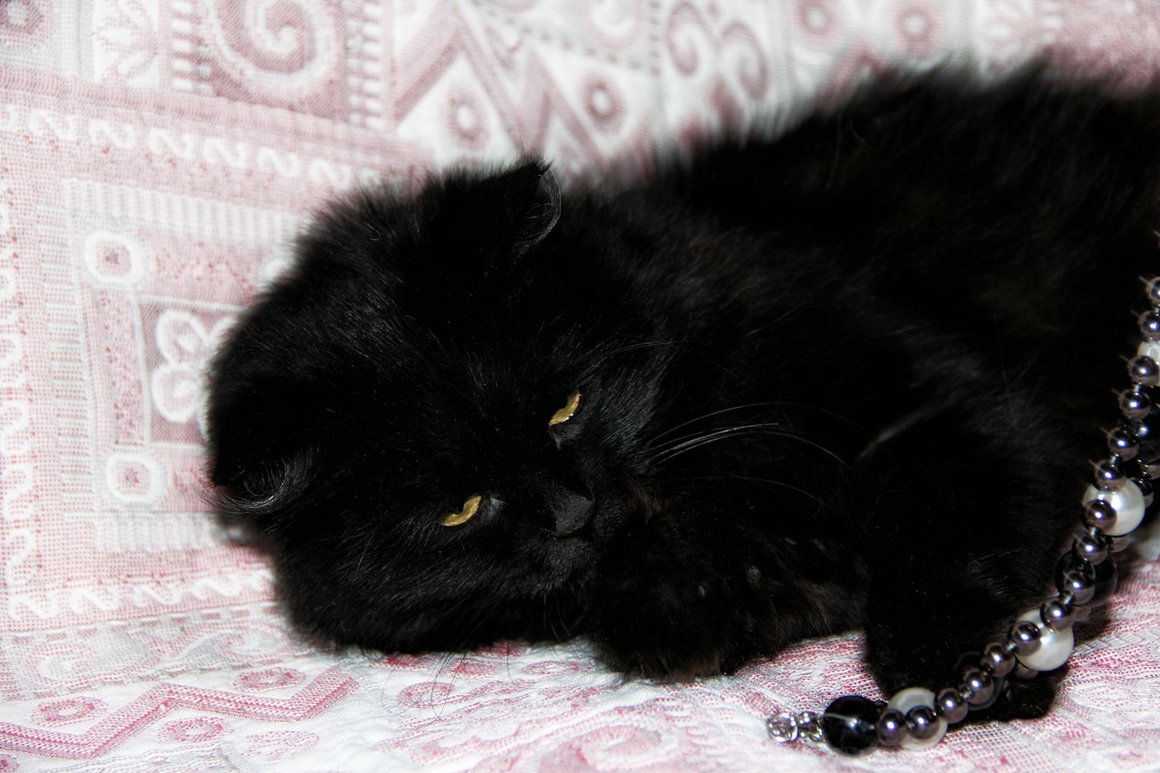 Черный котенок пушистый даром