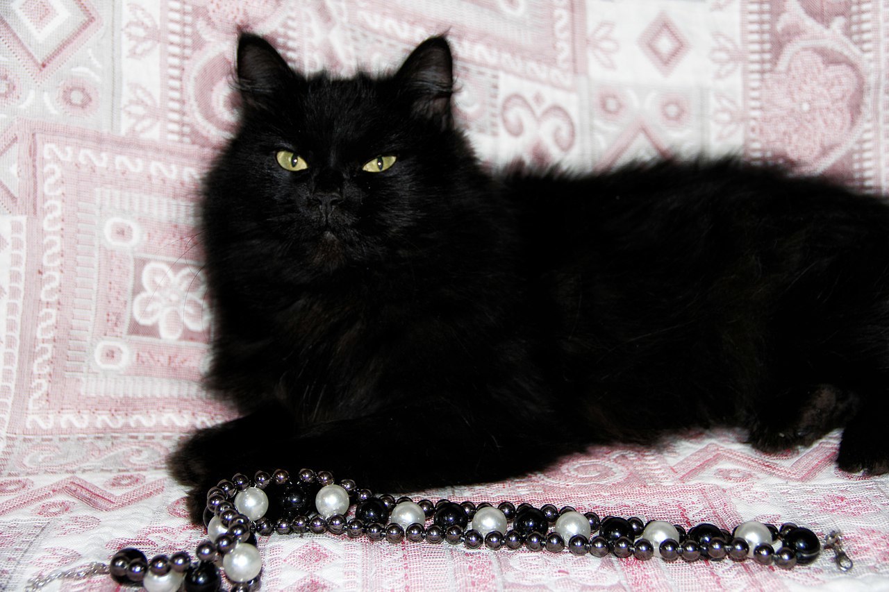 Черный пушистый котенок беспородный