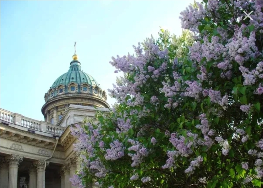 Сирень в петербурге картинки