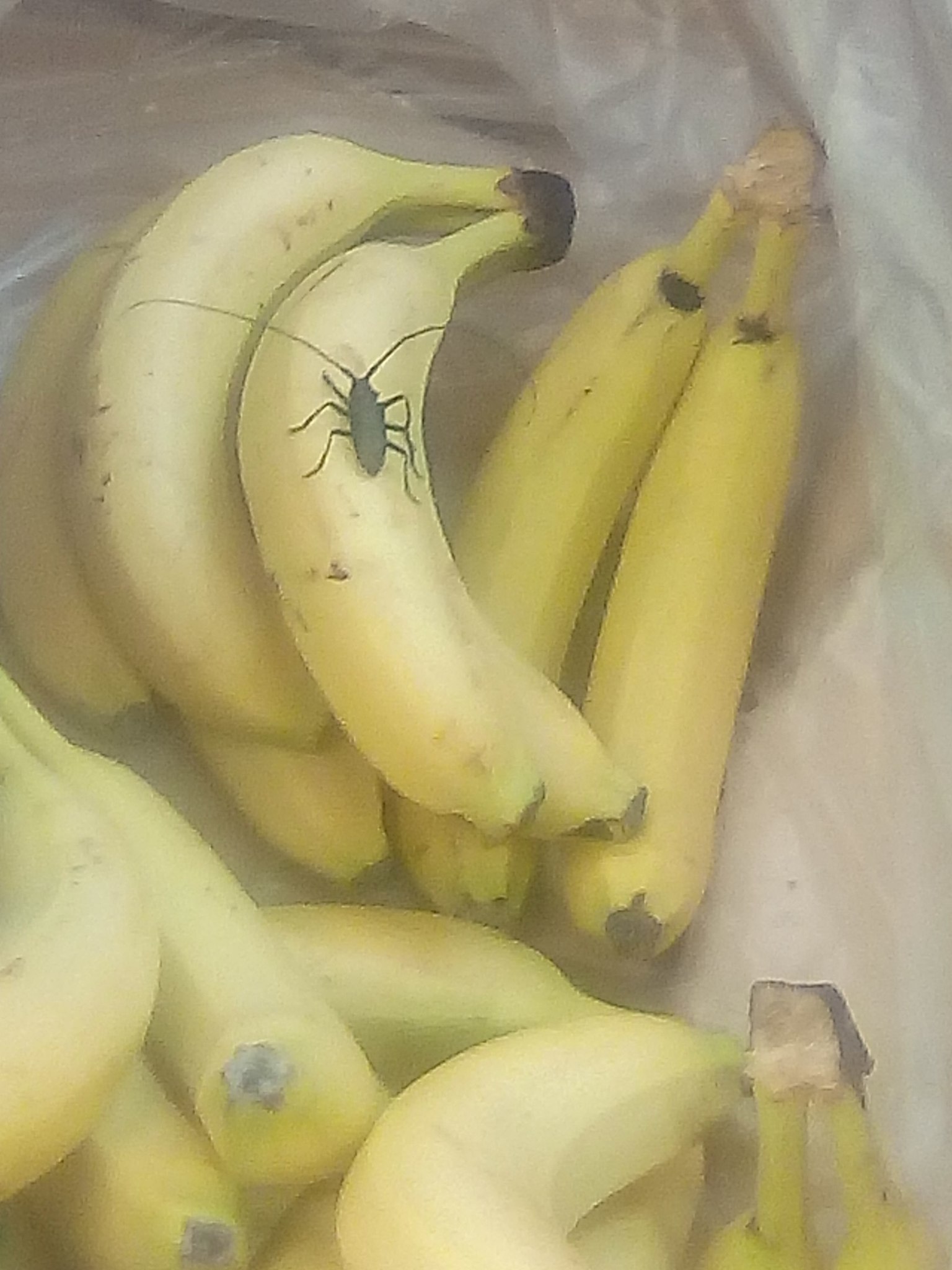 спелые бананы с пятнышками. банановый бутон. бананас фрукт. фон бананов. бананы уругвай.