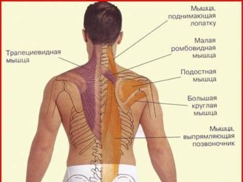 Болит мышца спины справа. Расположение спины человека. Расположение лопаток у человека. Лопатка человека.