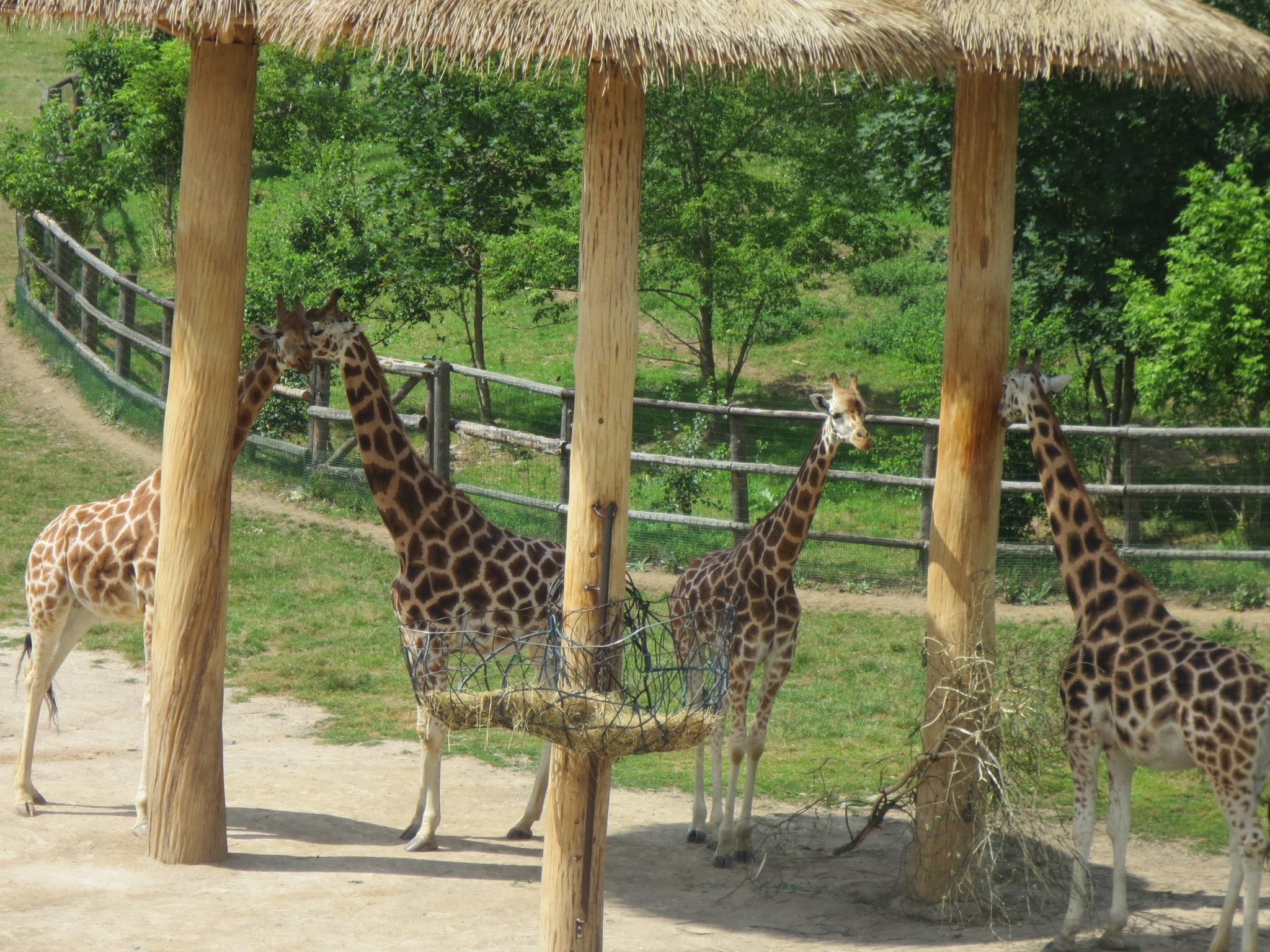 Культура зоопарки