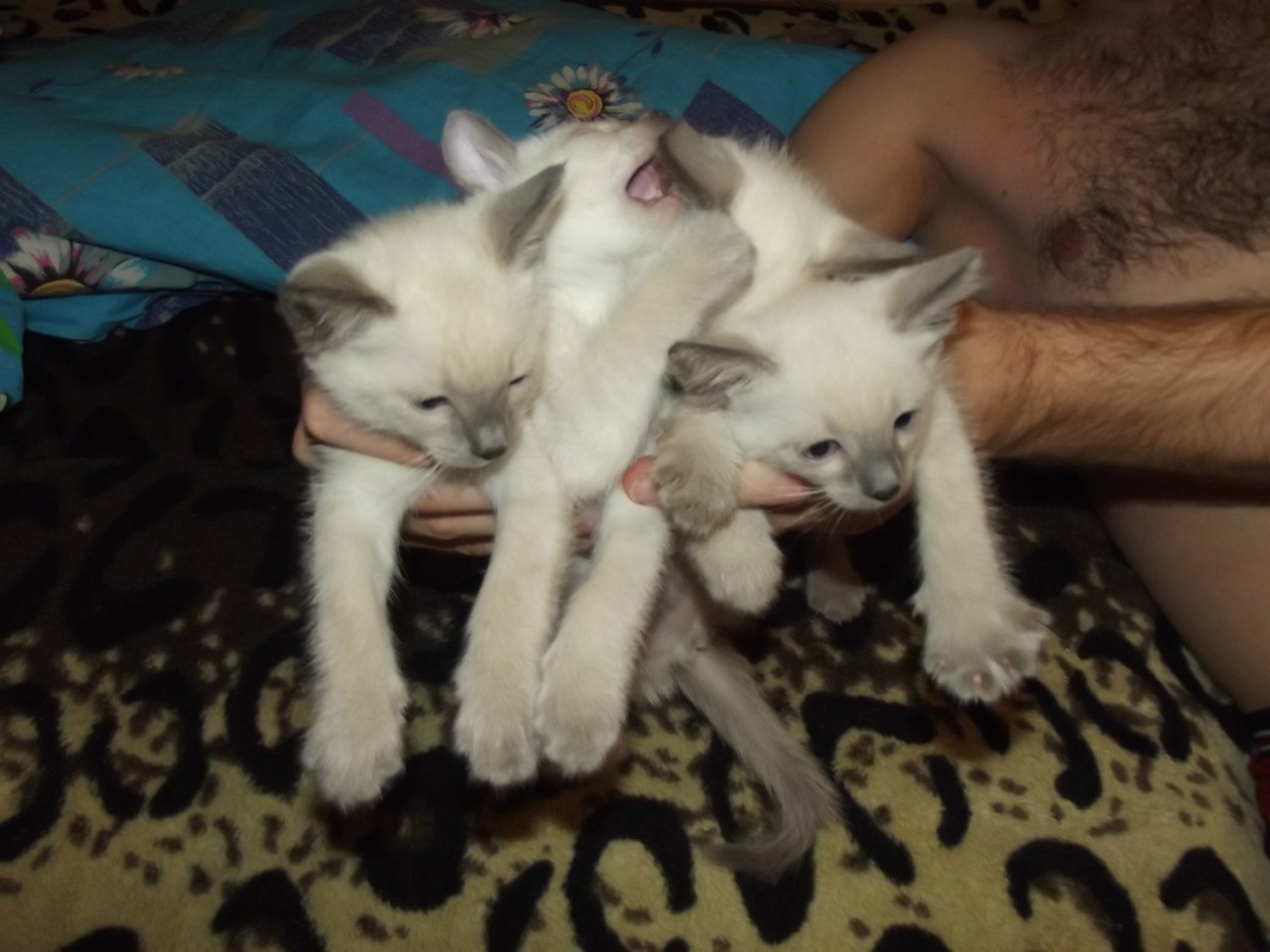 Новорожденный сиамский котенок