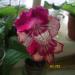 IMGP0094.JPG