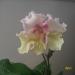 IMGP0070.JPG