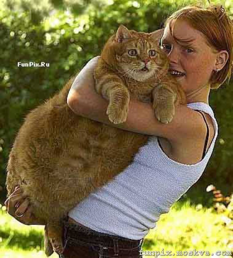 Толстого кота в мире. Толстый кот. Толстый кот в мире. Самый самый самый толстый кот в мире.