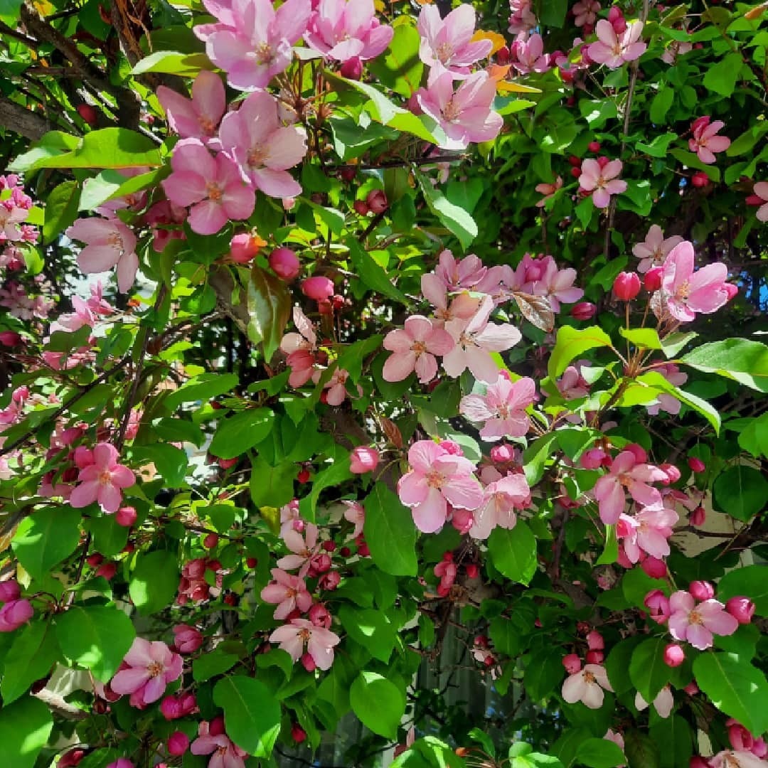 Розовые Яблони Фото